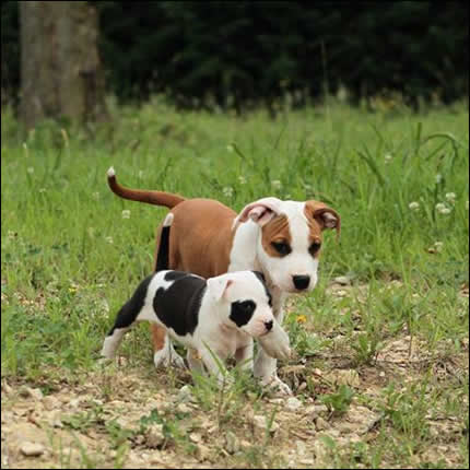 Cucciolo American Staffordshire Terrier