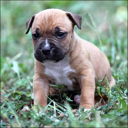 Cucciolo American Staffordshire Terrier