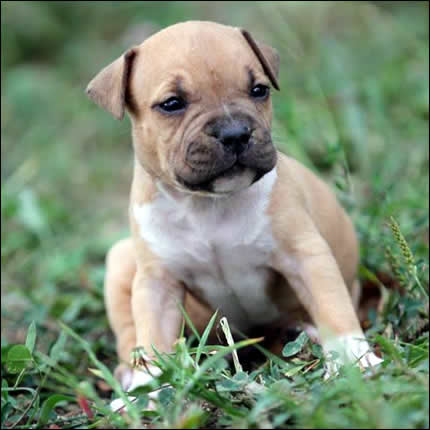 Cucciolo American Staffordshire Terrier