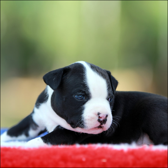 Cucciolo American Staffordshire Terrier