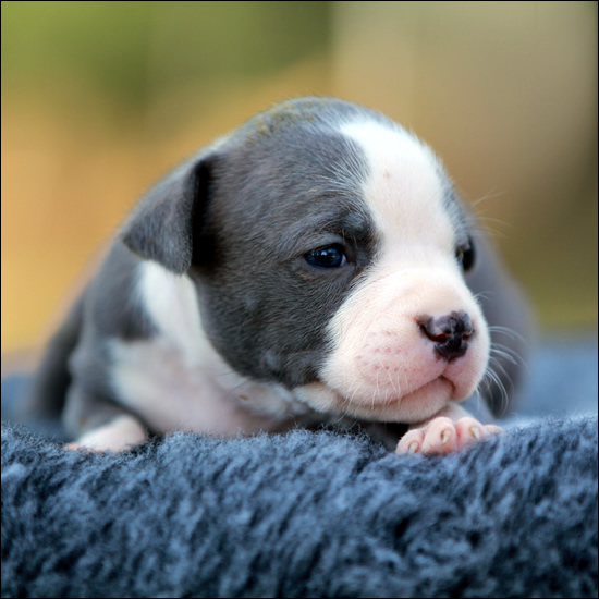 Cucciolo American Staffordshire Terrier