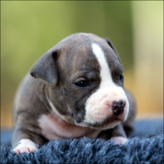 Cucciolo American Staffordshire Terrier