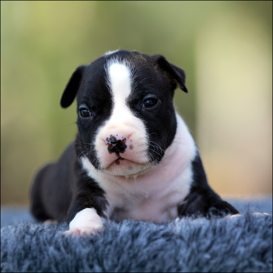 Cucciolo American Staffordshire Terrier