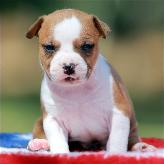 Cucciolo American Staffordshire Terrier