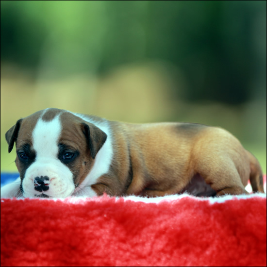 Cucciolo American Staffordshire Terrier