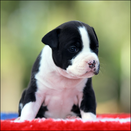 Cucciolo American Staffordshire Terrier