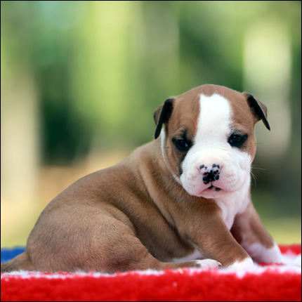 Cucciolo American Staffordshire Terrier