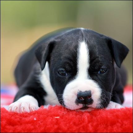 Cucciolo American Staffordshire Terrier