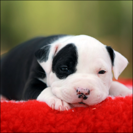 Cucciolo American Staffordshire Terrier