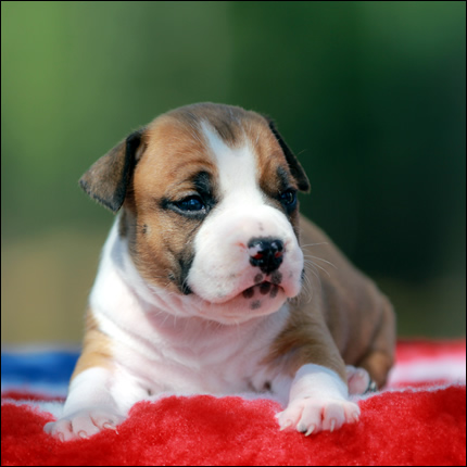 Cucciolo American Staffordshire Terrier