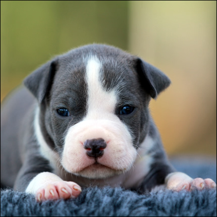 Cucciolo American Staffordshire Terrier