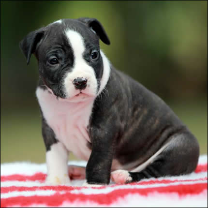 Cucciolo American Staffordshire Terrier