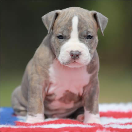 Cucciolo American Staffordshire Terrier