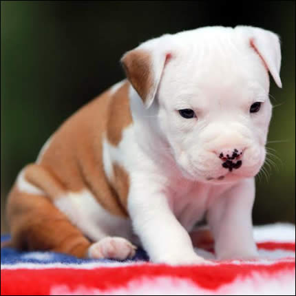 Cucciolo American Staffordshire Terrier