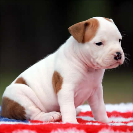 Cucciolo American Staffordshire Terrier
