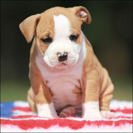 Cucciolo American Staffordshire Terrier