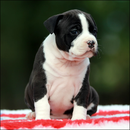 Cucciolo American Staffordshire Terrier