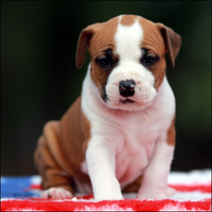 Cucciolo American Staffordshire Terrier