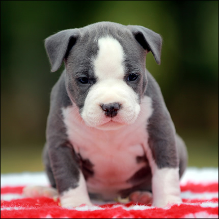 Cucciolo American Staffordshire Terrier