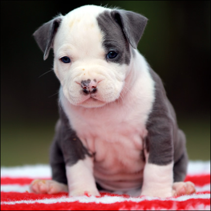 Cucciolo American Staffordshire Terrier