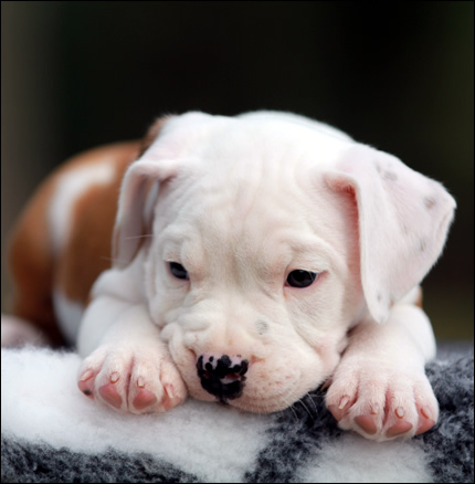 Cucciolo American Staffordshire Terrier