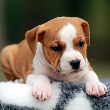 Cucciolo American Staffordshire Terrier