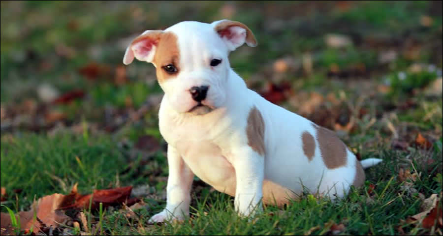 Cucciolo American Staffordshire Terrier