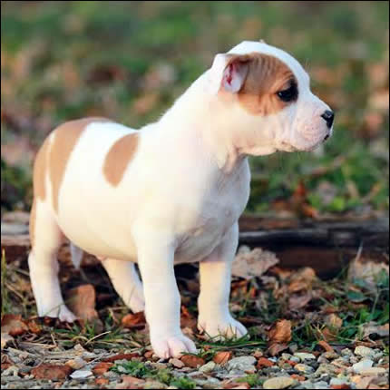 Cucciolo American Staffordshire Terrier