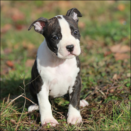 Cucciolo American Staffordshire Terrier