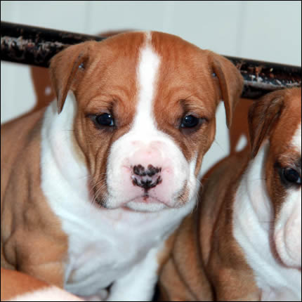 Cucciolo American Staffordshire Terrier