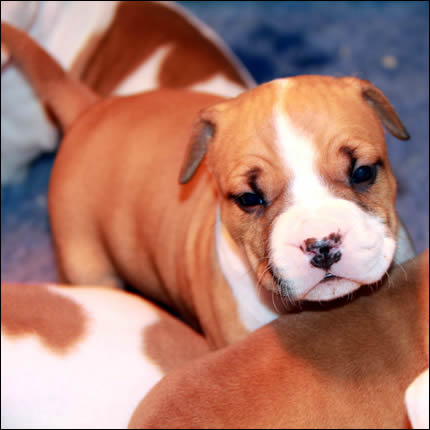 Cucciolo American Staffordshire Terrier