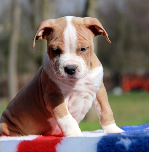 Cucciolo American Staffordshire Terrier