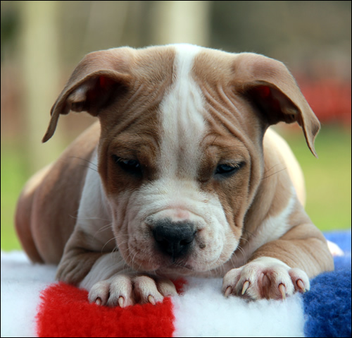 Cucciolo American Staffordshire Terrier