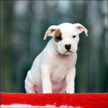 Cucciolo American Staffordshire Terrier