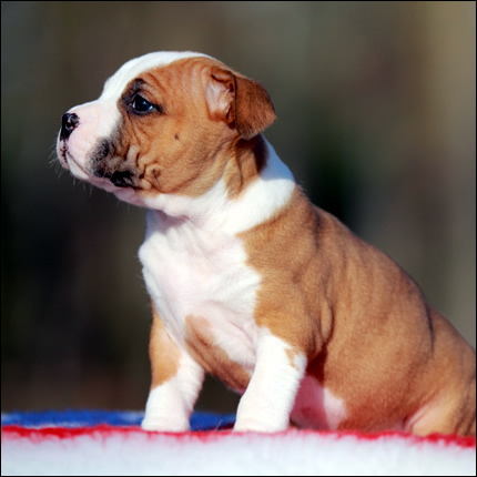 Cucciolo American Staffordshire Terrier