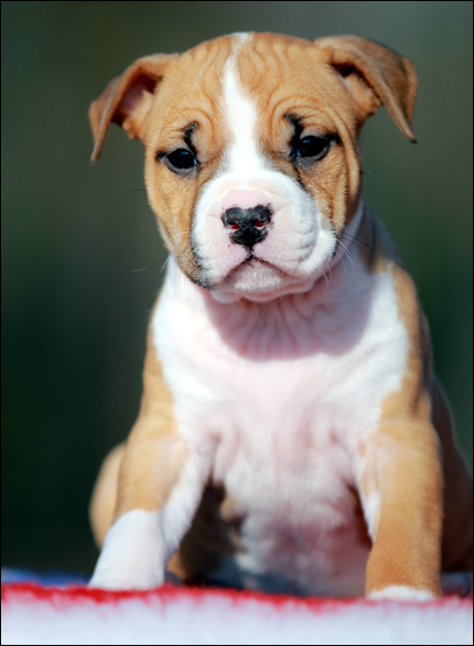 Cucciolo American Staffordshire Terrier