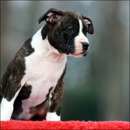 Cucciolo American Staffordshire Terrier