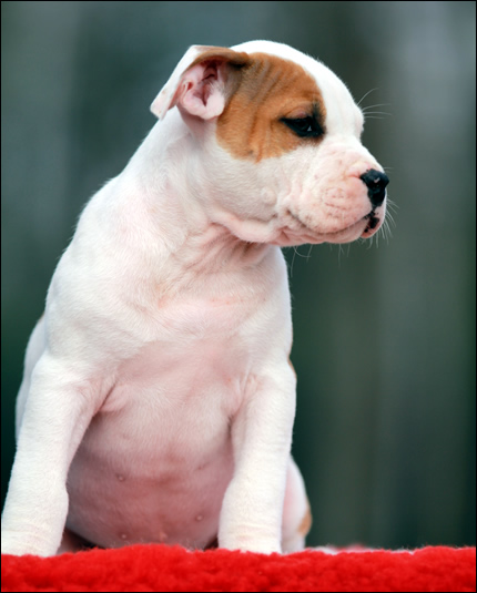 Cucciolo American Staffordshire Terrier