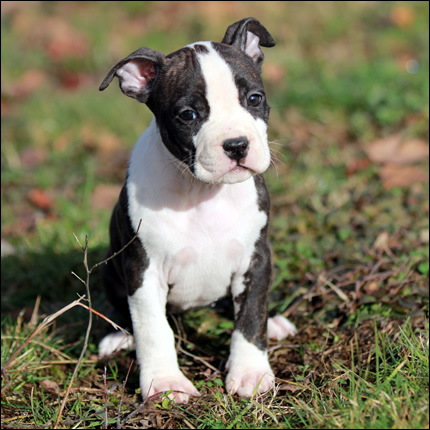 Cucciolo American Staffordshire Terrier