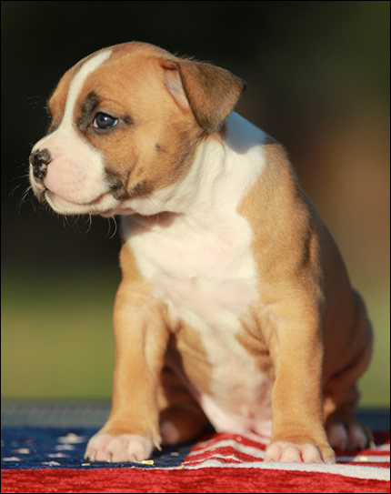 Cucciolo American Staffordshire Terrier