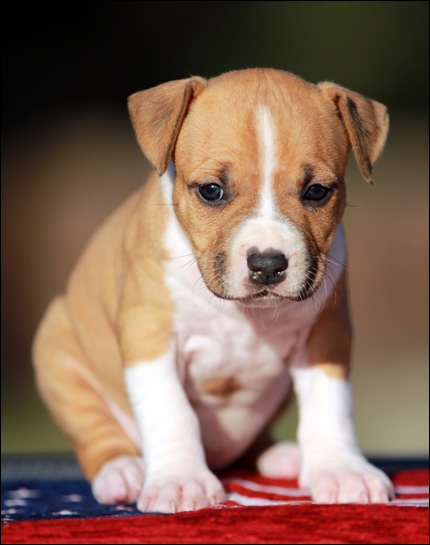 Cucciolo American Staffordshire Terrier