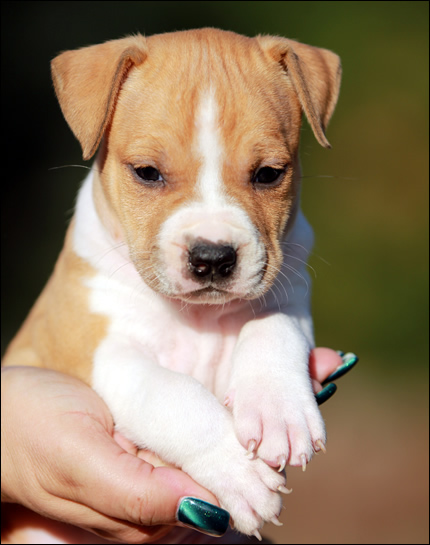 Cucciolo American Staffordshire Terrier