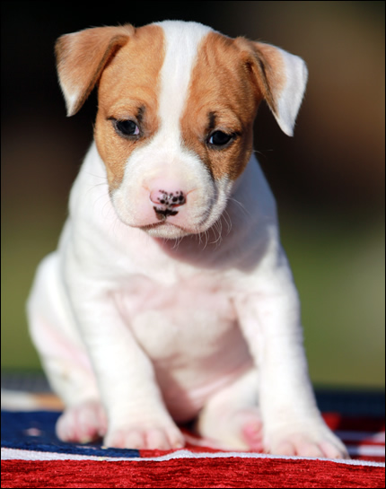 Cucciolo American Staffordshire Terrier