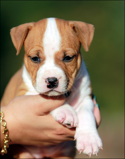 Cucciolo American Staffordshire Terrier