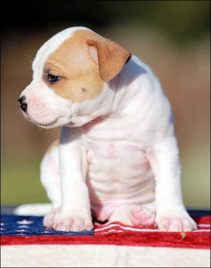 Cucciolo American Staffordshire Terrier