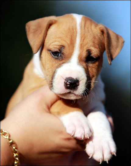 Cucciolo American Staffordshire Terrier