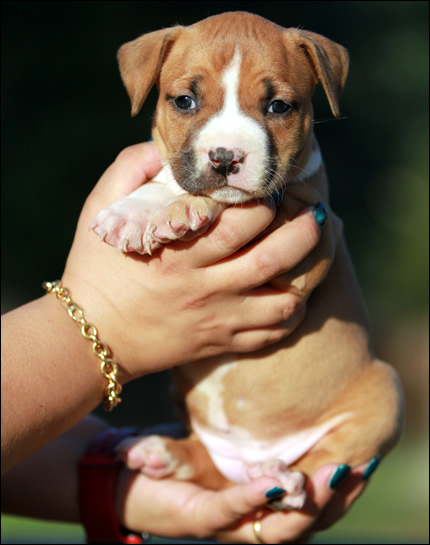 Cucciolo American Staffordshire Terrier