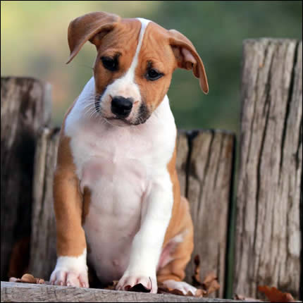 Cucciolo American Staffordshire Terrier