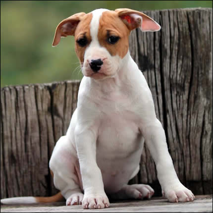 Cucciolo American Staffordshire Terrier