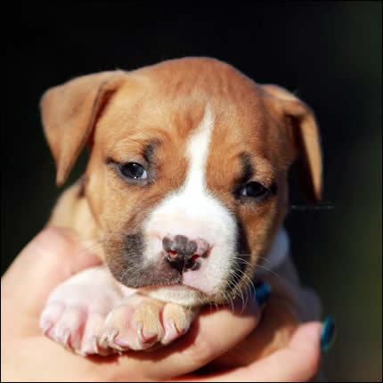 Cucciolo American Staffordshire Terrier